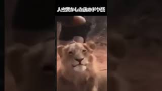 人を驚かすライオンのドヤ顔🦁smug face
