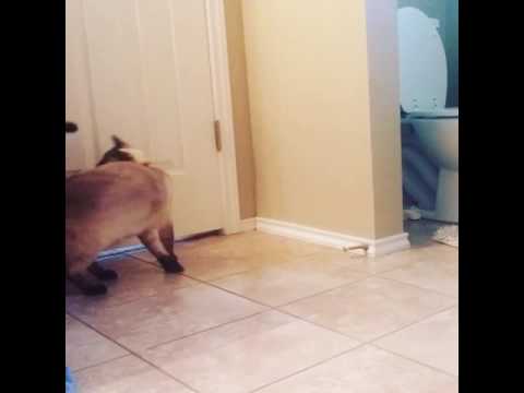 Siamese cat chases tail