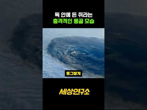독 안에 든 쥐라는 충격적인 몽골 모습