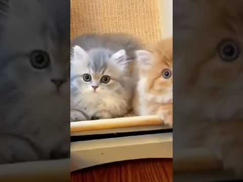 #viralshorts #cute #millionviews #fyp #shorts #animallovers