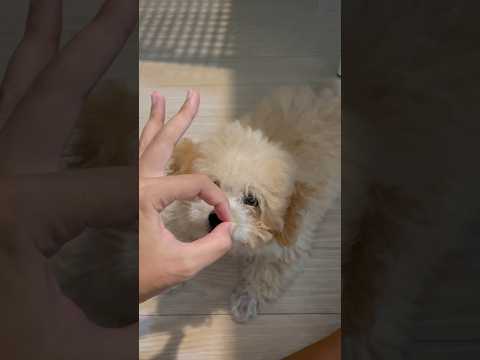 #shorts #puppy #말티푸 망고 코 개인기🥭💛🥰