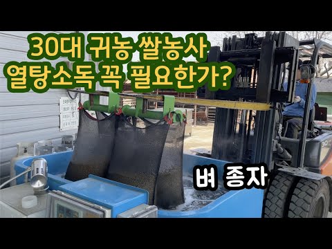 30대 귀농 쌀농사 열탕소독 꼭 해야하나? 모판 종자 만들기 키다리병 쌀직거래