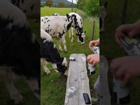 Cows attacked us!!