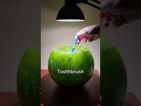 My top 3 favorite aquascaping tools