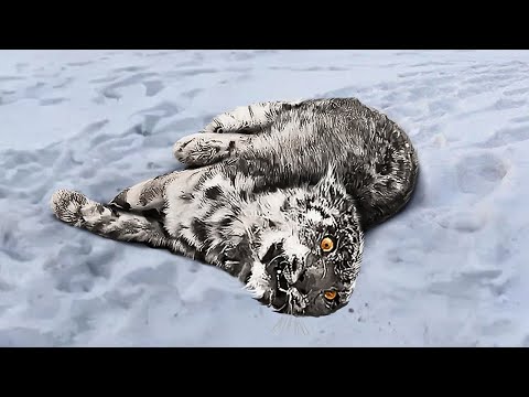 Snow Leopard Tragically Fell From Height Into Ice Cold Water - But Love Gave Him a Second Chance !
