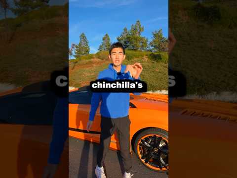 My Lamborghini COOKED a Chinchilla! #shorts