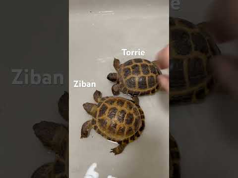 Russian tortoises #tortoise #bathtime