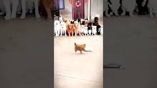 😜🤣😜Cute Dog and Rebbit Fighting 🐕💪#dog #funnyvideosclips #ForYou #shorts #viral #aishorts
