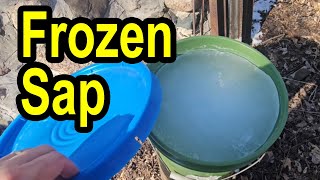 Freeze Maple Sap For Best Quality Syrup #maplesyrup #mapletapping #maplesap #tappingmapletrees