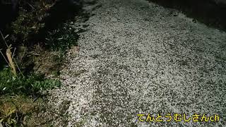 鹿児島でも雪が積もりそうです#鹿児島 #てんとうむしさん #japan #積雪#雪#snow