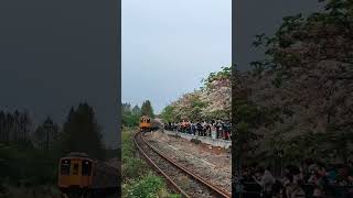 源泉火車站花旗木+火車