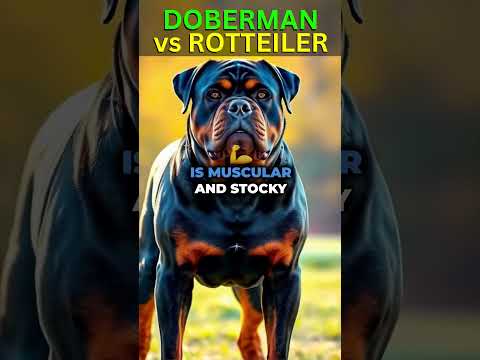 Doberman vs Rottweiler Comparison (Who Would Actually Win) (Ai Dogs) #doglovers