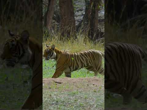Majestic Tigers in the Wild: Stunning 4K Footage | Wildlife Wonders #shorts