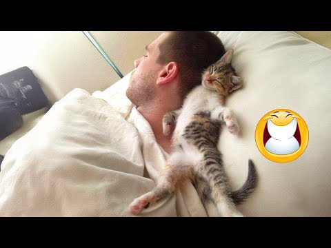The Best FUNNY ANIMALS VIDEOS of All Time 🤣 Ultra Funny CATS and DOGS videos 2024 #part6