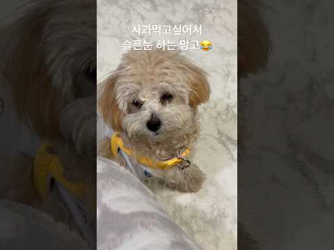 #강아지 #smartdog #말티푸  사과먹고싶어서 슬픈눈하는 강아지😂 연기하는 중ㅋㅋㅋㅋ