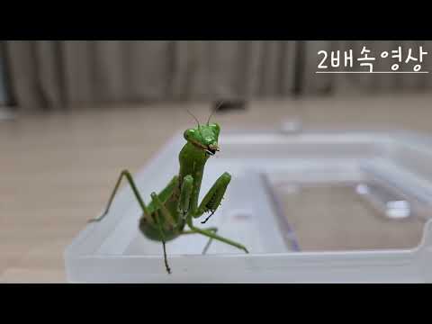 넓적배사마귀 밀웜만 5마리째 먹는 중