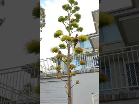 The Rainbow lorikeet