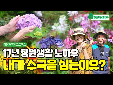 17년 정원가꾸기 노하우 내가 노후에 수국을 심는이유? 아름다운 여름정원 구경