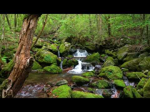 Amazing Nature Sounds, Birdsong, Stream in the Beautiful Green Forest