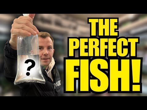 HUNTING FOR THE PERFECT FISH! - A Blackwater Aquarium Dream