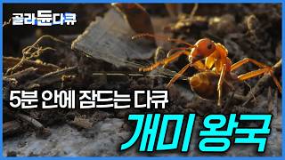 1년간 집요하게 촬영한 개미들의 왕위 찬탈 과정! 개미도 이렇게 성실하게 사는데...마치 인간 세상을 보는 듯 흥미진진한 개미의 세계｜자연다큐｜다큐프라임｜#골라듄다큐