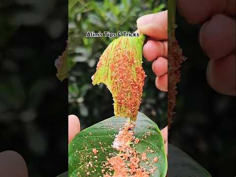 raw mango recipe spice | how to a mango make it masala munch | #fruitcutting #lifeisbutadream #tips