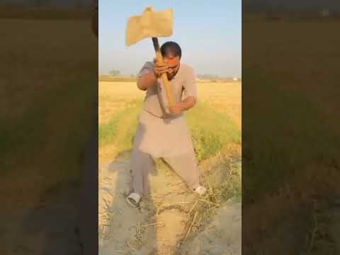 Wheat season video #viralvideos #funnywheatseasonvideo#funnyshorts