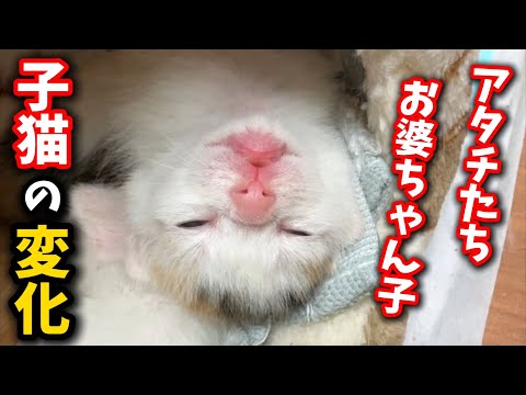 A three-generation cat family living together... Changes in kittens raised by grandma cat