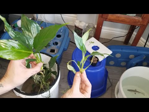 How to Clone House-Plants by Separation