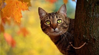 Affectionate music for relaxation - Sleep Music, Relax, Meditation, Study