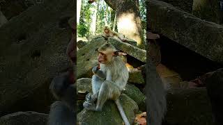 Monkey #1364#gorilla #gorillas #monkey #orangutan #gorillatag #gorillaz #kudoanimal #monkeykiki #bab