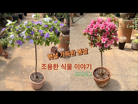 따뜻한 햇살아래 식물과 보내는 하루 / 브이로그