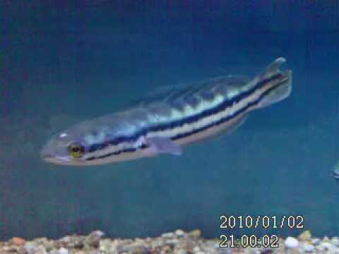 Red line snakehead and Zebra Tilapia