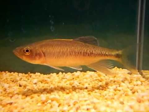 Predaceous chub 異鱲 - 香港原生淡水魚