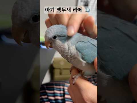 라떼 아기 시절 Baby parrot LATTE #앵무새 #퀘이커앵무새 #quakerparrot #babyparrot #블루퀘이커 #bird #짹짹 #아기새 #babybird