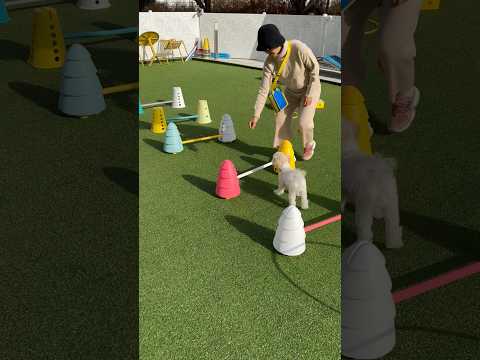 #말티푸 #agility  #다견가정  어질리티 교육하기ㅋㅋㅋㅋ우당탕탕 천방지축🐶🐶🐶