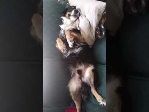 Australian Shepard - Talks and Refuses To Get Off The Couch