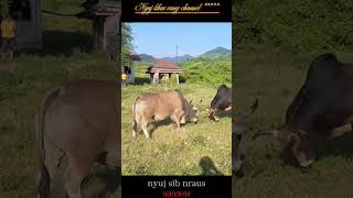 nyuj sib nraus 2024