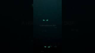 Flashlight Fish NOW AVAILABLE! #liveaquaria #aquarium #aquariumlyfe #fish #aquariumlife