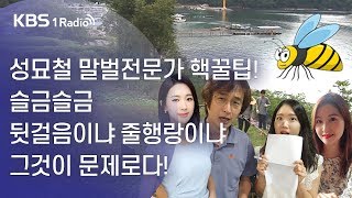 [라디오 전국일주] 성묘철 말벌전문가 핵꿀팁! 슬금슬금 뒷걸음이냐 줄행랑이냐 그것이 문제로다! (08월30일)