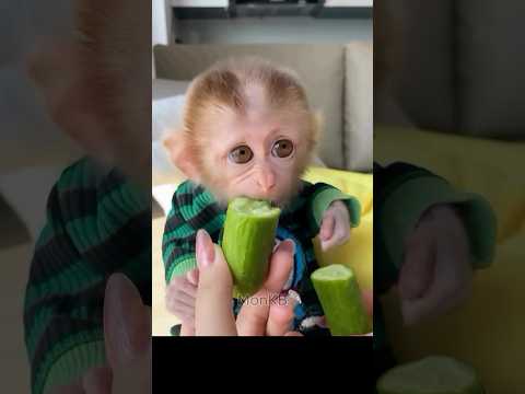 Aren't baby monkeys so adorable🥰?