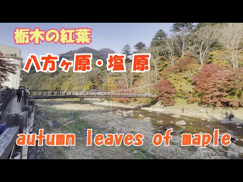 八方ヶ原・塩原 もみじの紅葉　2023.11. 3