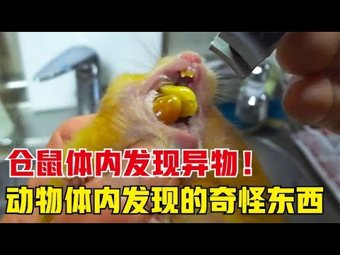 仓鼠体内发现的东西比身体还大？9种在动物体内发现的最奇怪东西