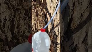 #shorts #mapletapping  #michiganhomestead Liquid Sugar!