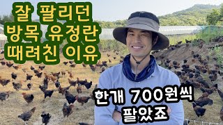 잘 팔리던 방목 유정란 농장을 폐업한 이유 귀농 현실 귀촌 이야기