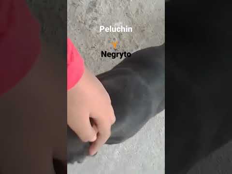 peluchin y negryto
