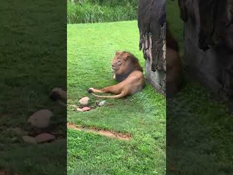 LION..BUSH GARDENS- TAMPA FL