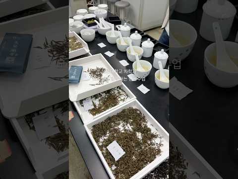 중국 쓰촨대학교 차학과에서 현지 교수님과 함께하는 심평수업/ 중국어로 현지 대학에서 수업을 합니다 #티트립 #쓰촨차여행