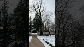 Witness Trees #history #americanhistory #mountvernon #historyshorts #historynerd #tree #foryou