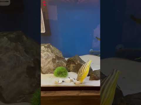 Puffer fish loves clams